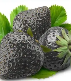 Organic Fragrant Black Strawberry Seeds (200 Count): Grow Your Own Sweet, Luscious Berries