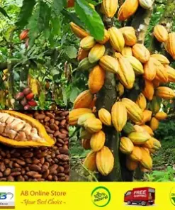 Organic Cocoa Tree Seeds (20) | Fresh from Sri Lanka | Theobroma Cacao for Planting | Chocolate Bean Seedling
