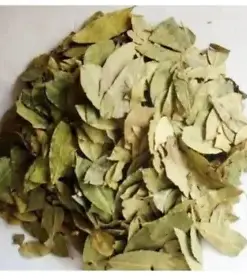 Organic Dried Sidr Leaves: Natural Healing and Detox for a Healthier You