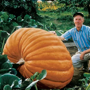 Atlantic Giant Pumpkin Seeds: Grow Enormous Pumpkins with 25 Finest Organic Seeds