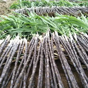 Organic Black Sugar Cane Seeds (150) for Sugarcane Planting and Cultivation