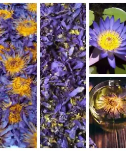 Enchanting 100% Organic Blue Lotus Dried Flower: Enhance Serenity and Wellness