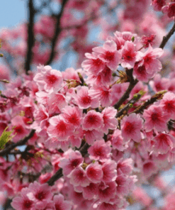 Unveiling Spring's Elegance: Pack of 10 Cherry Blossom Sakura Oriental Cherry Seeds