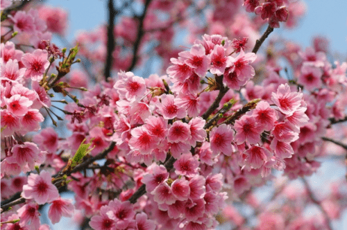 Unveiling Spring's Elegance: Pack of 10 Cherry Blossom Sakura Oriental Cherry Seeds