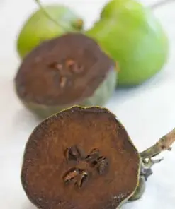 Discover the Sweet Sensation: Organic Black Sapote Persimmon Seeds for a Chocolatey Delight
