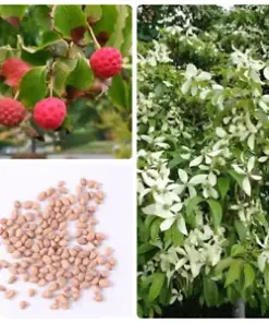 50 Organic Chinese Dogwood Tree (Cornus kousa) Seeds for Heirloom Fruit Trees