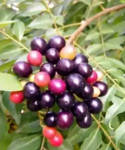 Natural Kadi Patta (Curry Leaves) Plant Live Seeds: 100 Seeds for a Fragrant Herb Garden