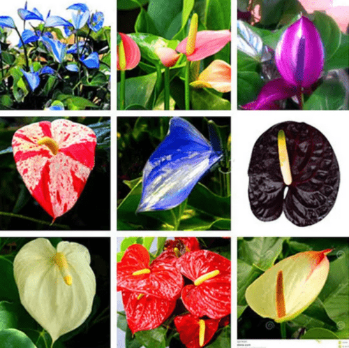 Enchanting Anthurium Seeds: 200 Vibrant Blooms for Your Tropical Garden
