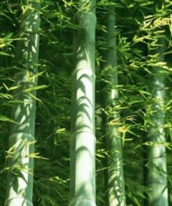 Giant Moso Bamboo Seeds: 60 Phyllostachys Pubescens Seeds for Lush Garden Growth (S055)