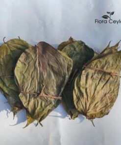Organic Dried Betel Leaf Herbal Leaves: Enhance Digestion and Refresh Breath