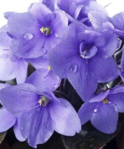 Saintpaulia African Violet Seeds: Bloom Vibrant Flowers in Your Garden