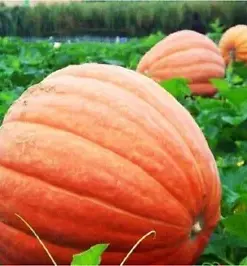 Atlantic Giant Pumpkin: Nourish Your Garden with Enormous, Orange Harvest