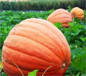 Atlantic Giant Pumpkin: Nourish Your Garden with Enormous, Orange Harvest