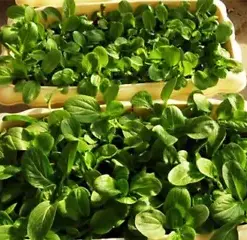 1000+ Brassica Rapa Seeds Pak Choi Seed, Organic Chinese Little Greens, 鸡毛菜