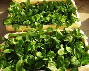 1000+ Brassica Rapa Seeds Pak Choi Seed, Organic Chinese Little Greens, 鸡毛菜